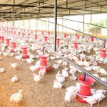 H5 bird flu case