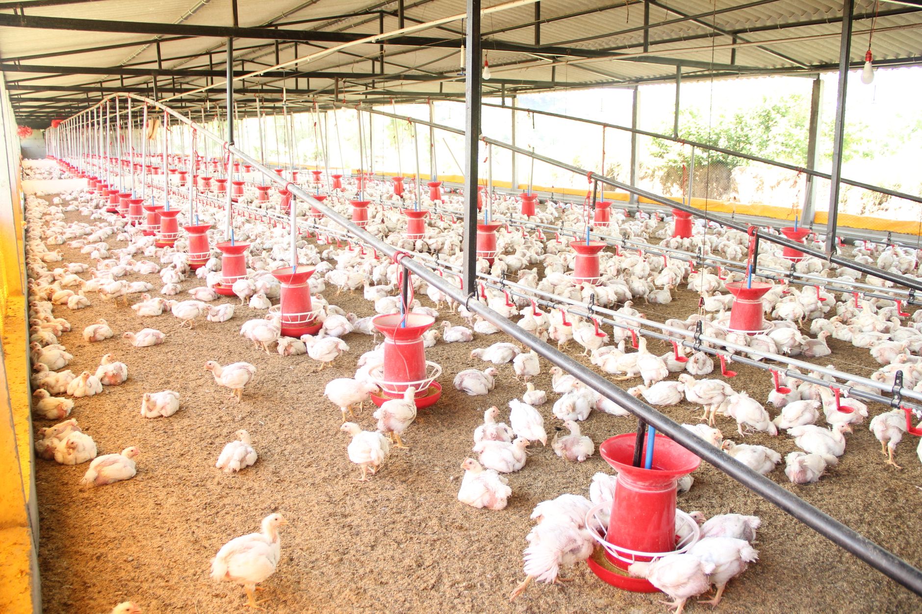 H5 bird flu case